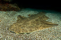 Angelshark (Squatina squatina) resting on the seabed at night. Gran Canaria, Canary Islands, East Atlantic Ocean.