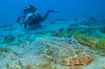 Diver photographing an Angelshark (Squatina squatina) as it rests on the seabed. Gran Canaria, Canary Islands, Spain.