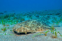 Angelshark (Squatina squatina) resting camouflaged on the seabed. Gran Canaria, Canary Islands, East Atlantic Ocean.