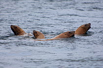 Group of Steller sealions (Eumetopias jubatus) at the surface, Browning Pass, Vancouver Island, British Columbia, Canada. North East Pacific Ocean. Endangered species, September
