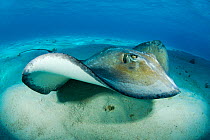 Southern stingray (Hypanus americanus) swimming over seabed, Grand Cayman, Cayman Islands. British West Indies, Caribbean Sea.