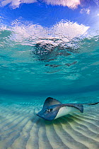 Southern stingray (Hypanus americanus) swimming over ripples on sandbar, Grand Cayman, Cayman Islands.