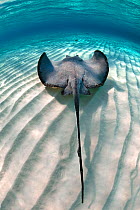 Southern stingray (Hypanus americanus) swimming over sand ripples on sandbar, Grand Cayman, Cayman Islands.