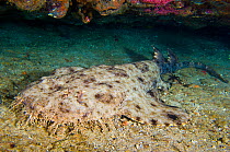 Tassled wobbegong (Eucrossorhinus dasypogon) resting under the ledge of a coral reef during the day, Triton Bay, West Papua, Indonesia.