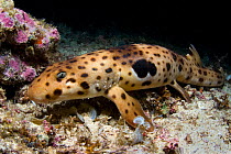 Triton Bay epaulette shark / Walking shark (Hemiscyllium henryi) walking along the seabed on its fins at night, Triton Bay, West Papua, Indonesia. New species first described in 2006.