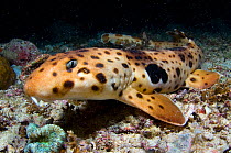 Triton Bay epaulette shark / Walking shark (Hemiscyllium henryi) walking along the seabed on its fins at night, Triton Bay, West Papua, Indonesia.  New species first described in 2006.