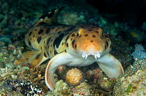 Triton Bay epaulette shark / Walking shark (Hemiscyllium henryi) walking along the seabed on its fins at night, Triton Bay, West Papua, Indonesia.  New species first described in 2006.
