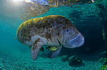 Bluegill sunfish (Lepomis macrochirus) sheltering beneath a Florida manatee (Trichechus manatus latirostrus). Crystal River, Florida, USA.