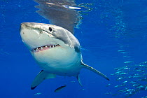 Great white shark (Carcharodon carcharias) portrait, Guadalupe Island, Mexico, Pacific Ocean.