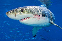 Male Great white shark (Carcharodon carcharias) showing scars from hunting, Guadalupe Island, Mexico, Pacific Ocean.