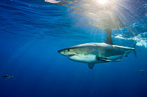 Male Great white shark (Carcharodon carcharias) with sunrays, Guadalupe Island, Mexico, Pacific Ocean.