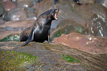 Male Guadalupe fur seal (Arctocephalus townsendi) barking, Guadalupe Island, Mexico, Pacific Ocean