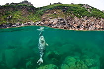 Atlantic grey seal (Halichoerus grypus) resting vertical beneath the surface, Lundy Island, Devon,  UK. July