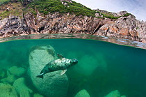 Atlantic grey seal (Halichoerus grypus) swimming beneath the surface, Lundy Island, Devon, England, UK. July 2010