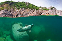 Atlantic grey seal (Halichoerus grypus) swimming beneath the surface, Lundy Island, Devon, England, UK. July 2010. Highly commended, Coast and Marine category, British Wildlife Photography Awards (BWP...