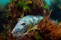 Female Atlantic grey seal (Halichoerus grypus) resting among seaweeds, Lundy Island, Devon, England, UK, July