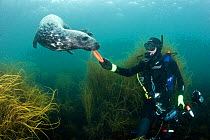 Diver playing with a Grey seal (Halichoerus grypus) Lundy Island, Devon, UK. July 2010