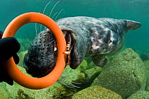Male Grey seal (Halichoerus grypus) playing with an orange chew toy offered by a diver, Lundy Island, Devon, England, UK.  July 2010