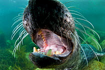 Male Grey seal (Halichoerus grypus) mouths the camera lens, Lundy Island, Devon, England, UK. North East Altantic Ocean. July
