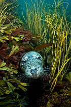 Female Grey seal (Halichoerus grypus) peering out from where she was resting under seaweeds. Lundy Island, Devon, England, UK. July