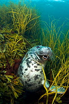 Playful young Grey seal (Halichoerus grypus) amongst seaweeds, Lundy Island, Devon, England. July