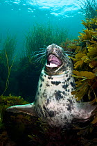 Grey seal (Halichoerus grypus) among seaweeds, with mouth open appears to be laughing, Lundy Island, Devon, England. July