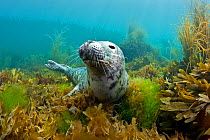 Atlantic grey seal (Halichoerus grypus) resting on seaweeds, Lundy Island, Devon, England, UK, July