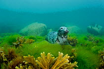 Female Grey seal (Halichoerus grypus) resting amongst seaweeds, Lundy Island, Devon, England, UK. July