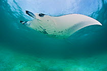 Manta ray (Manta birostris) in shallow lagoon. Hanifaru Lagoon, Baa Atoll, Maldives. Indian Ocean.