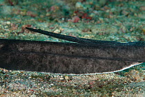 Close up of the venomous stinger / barb of a Marbled stingray (Taeniurops meyeni) Baa Atoll, Maldives, Indian Ocean.