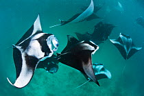 Group of Manta rays (Manta birostris) feeding together on plankton in a shallow lagoon. Hanifaru Lagoon, Baa Atoll, Maldives. Indian Ocean.