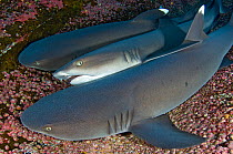 Three Whitetip Reef sharks (Triaenodon obesus) resting together on a ledge. Roca Partida, Revillagigedos Islands, Mexico. East Pacific Ocean. February