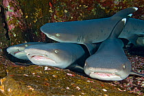 Four Whitetip Reef sharks (Triaenodon obesus) resting together on a ledge. Roca Partida, Revillagigedos Islands, Mexico. East Pacific Ocean. February