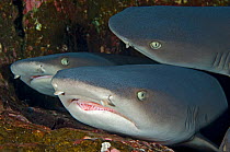 Three Whitetip Reef sharks (Triaenodon obesus) resting together on a ledge. Roca Partida, Revillagigedos Islands, Mexico. East Pacific Ocean. February