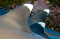 Dorsal fins of three Whitetip Reef sharks (Triaenodon obesus) resting on the reef, Revillagigedos Islands, Mexico. East Pacific Ocean. February