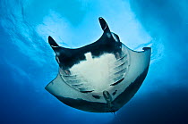 Large female Giant Pacific Manta Ray (Manta birostris) swimming below surf crashing into Roca Partida, Revillagigedos Islands, Mexico. East Pacific Ocean. February