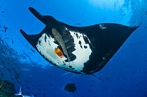 Giant Pacific Manta Ray (Manta birostris) with Remora (Echeneididae) fish is cleaned by an Orange Clarion Angelfish (Pomacanthinae)  Roca Partida, Revillagigedos Islands, Mexico. East Pacific Ocean. F...