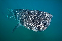 Young Whaleshark (Rhincodon typus) portrait, less than 5m in length, feeding on plankton near the surface. La Paz, Mexico. Sea of Cortez. October