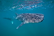 RF- Young Whaleshark (Rhincodon typus) portrait, less than 5m in length, feeding on plankton near the surface. La Paz, Mexico. Sea of Cortez. October. (This image may be licensed either as rights mana...