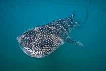 A young Whaleshark (Rhincodon typus) less than 5m in length, feeding on plankton near the surface. La Paz, Mexico. Sea of Cortez. October