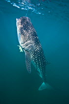 A young Whaleshark (Rhincodon typus) less than 5m in length, 'botella' feeding on plankton near the surface, by hanging vertical in the water like a bottle. La Paz, Mexico. Sea of Cortez. October