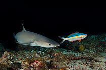 A Whitetip Reef Shark (Triaenodon obesus) hunting  Fusilier fish (Caesionidae) at night. Note how the eye is dialated to improve night vision. Ari Atoll, Maldives. Indian Ocean. May