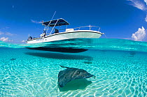Spilt level view of a large female Southern Stingray (Hypanus americanus) beneath boat, Grand Cayman, Cayman Islands. British West Indies. Caribbean. March