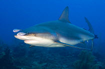Caribbean Reef Shark (Carcharhinus perezi) with two juvenile Bar Jacks (Carangoides ruber) swimming over a coral reef in Grand Cayman, Cayman Islands, British West Indies. March