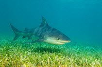 A large female Bull shark (Carcharhinus leucas) cruises over sea grass. Walkers Cay, Northern Bahama Islands, Republic of Bahamas. March