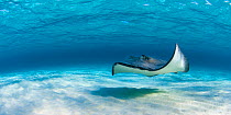Panoramic view of female Southern Stingray (Hypanus americanus) in shallow water. Grand Cayman, Cayman Islands. British West Indies. March