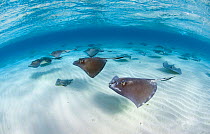 Southern Stingrays (Hypanus americanus) swimming in a school over sand ripples, Grand Cayman, Cayman Islands. British West Indies. March