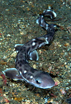 Coral Catshark (Atelomycterus marmoratus) resting on the seabed at night. Lembeh Strait, Sulawesi, Indonesia. March