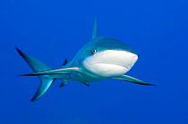 Caribbean Reef Shark (Carcharhinus perezi) portrait in blue water above a coral reef. Grand Bahama, Bahamas. March