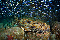 An Ornate / Banded Wobbegong Shark (Orectolobus ornatus) lies amongst boulders inside a cave, during the day. Fish Rock, Southwest Rocks, New South Wales, Australia. Pacific Ocean. November